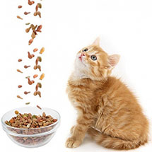 Как выбрать сухой корм для кота