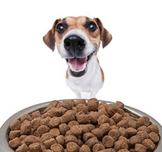Как правильно выбрать сухой корм для собаки