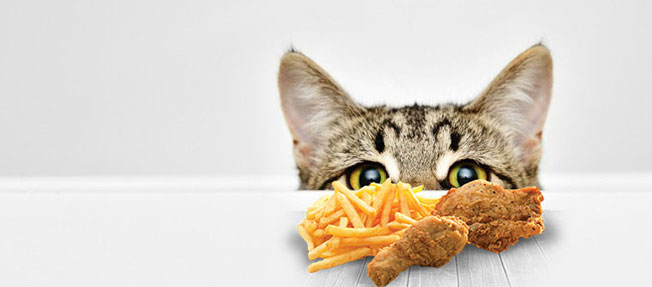 Как правильно кормить кошку | Блог Архыз Стор