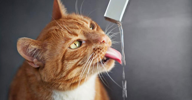 Режим питья для кота